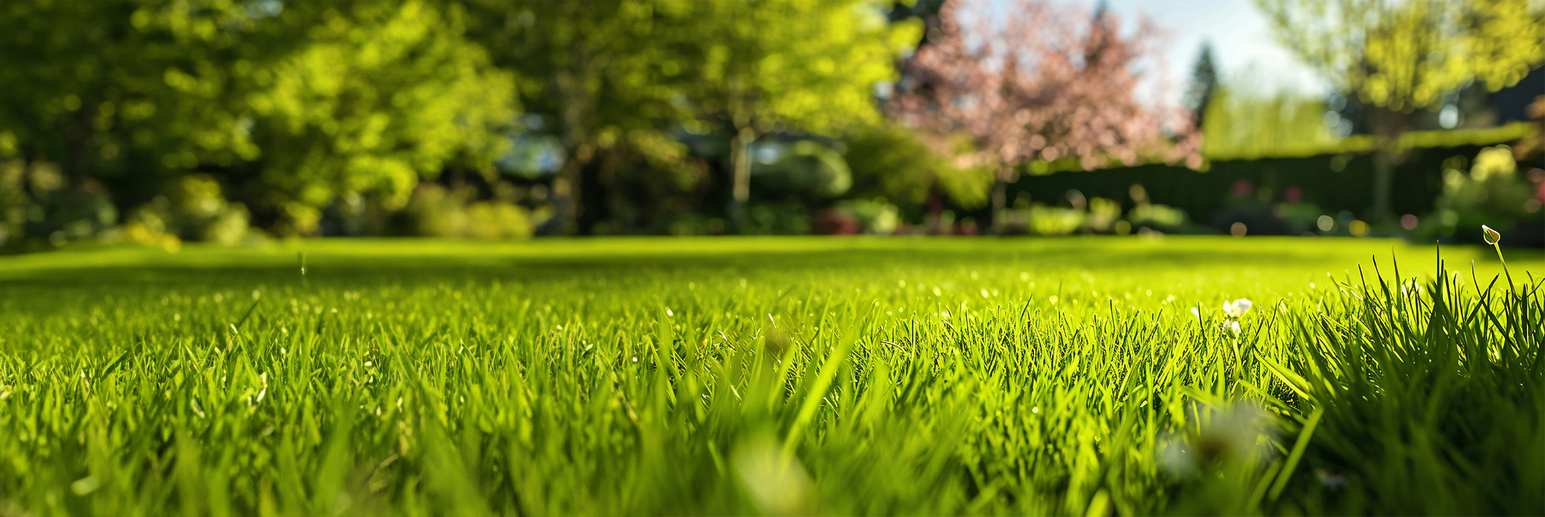 Perfekt gepflegter, sattgrüner Rasen im Sonnenlicht – die ideale Inspiration für einen Golfplatz-ähnlichen Rasen im eigenen Garten. Erleben Sie den Unterschied mit hochwertigem Rasensaatgut und Düngemitteln für Profi-Greenkeeper-Ergebnisse. Holen Sie sich den Traumrasen nach Hause!