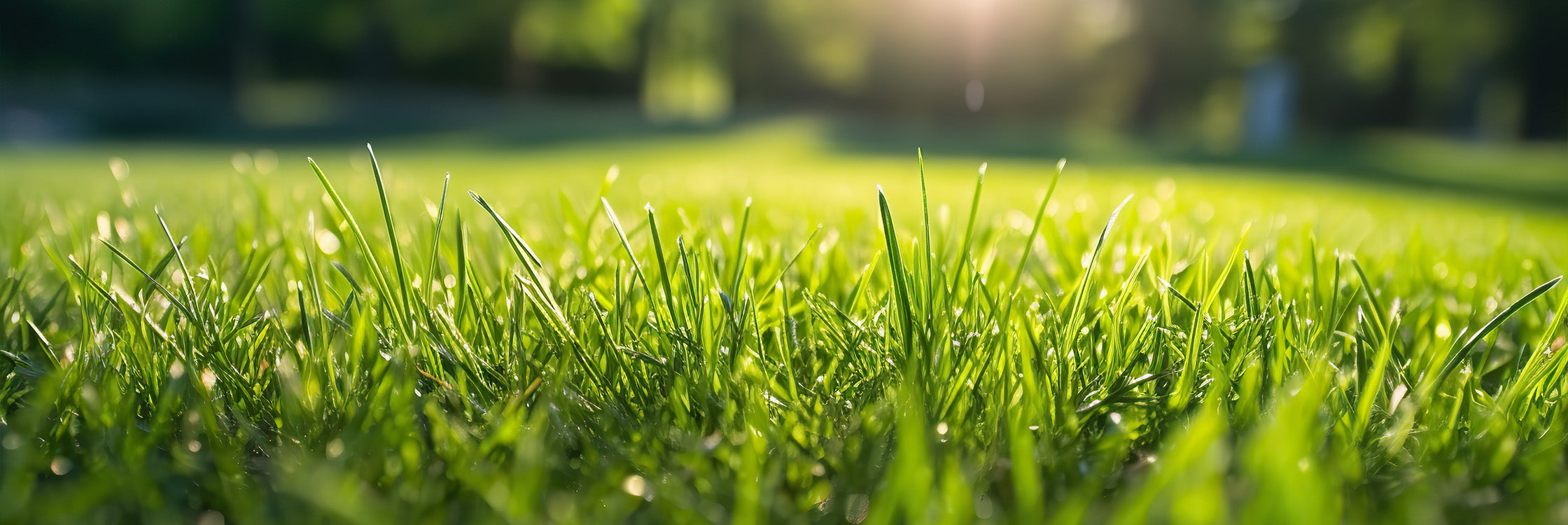 Nahtloser, dicker Rasen im Sonnenaufgang – strahlend grüne Grashalme für den perfekten Garten-Look. Verwandeln Sie Ihren Garten in eine gepflegte Grünfläche wie auf dem Golfplatz mit erstklassigem Rasensaatgut und Langzeitdünger. Erleben Sie dichte, gesunde Rasenflächen durch hochwertige Pflegeprodukte!