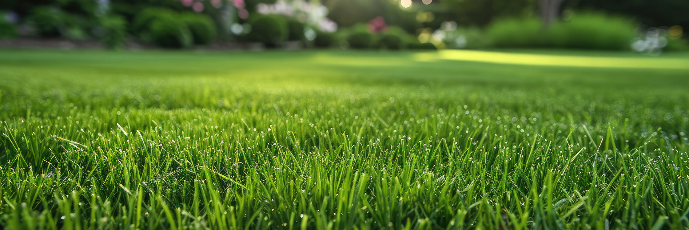 Makellos grüner Rasen mit Tau in den Morgenstunden – ein dichter, gepflegter Rasen wie aus dem Bilderbuch. Perfekte Rasenpflege für einen luxuriösen, samtigen Garten-Look. Erreichen Sie professionelle Ergebnisse mit hochwertigem Rasensaatgut und spezialisierten Düngemitteln für ein gesundes, widerstandsfähiges Grün!