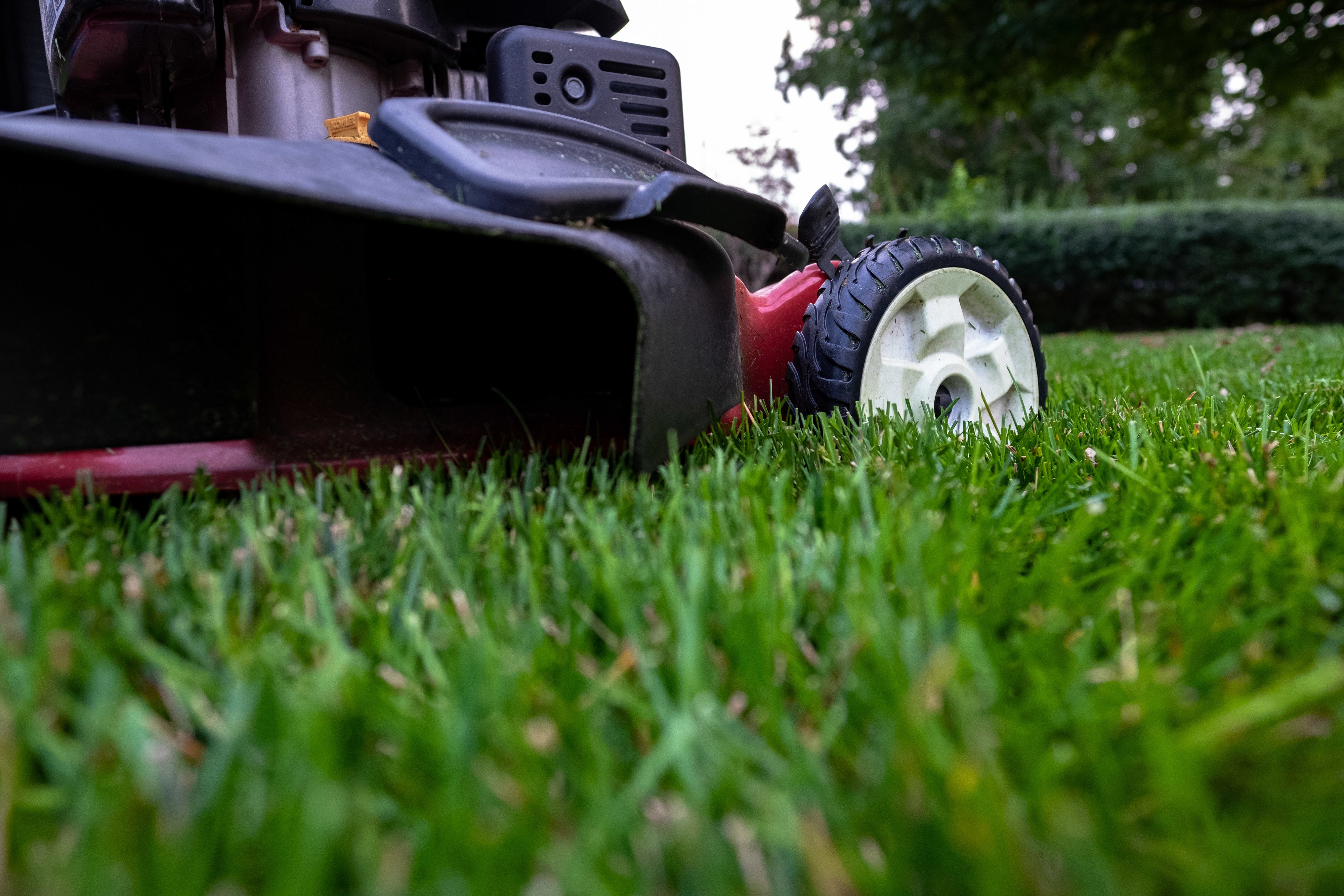 Rasenmäher beim präzisen Rasenschnitt auf dichtem, grünen Rasen – perfekte Gartenpflege für einen gepflegten, gleichmäßigen Rasen. Mit dem richtigen Rasensaatgut und Langzeitdünger zur Traumrasen-Optik! Tipps und Produkte für ein sattes Grün und professionelle Rasenpflege!