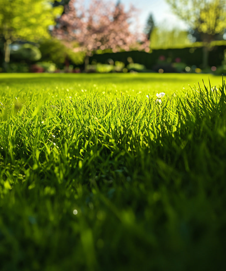 Perfekt gepflegter, sattgrüner Rasen im Sonnenlicht – die ideale Inspiration für einen Golfplatz-ähnlichen Rasen im eigenen Garten. Erleben Sie den Unterschied mit hochwertigem Rasensaatgut und Düngemitteln für Profi-Greenkeeper-Ergebnisse. Holen Sie sich den Traumrasen nach Hause!