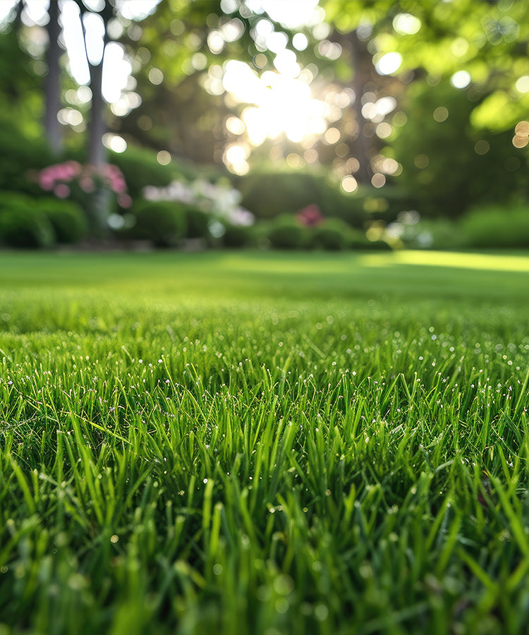 Makellos grüner Rasen mit Tau in den Morgenstunden – ein dichter, gepflegter Rasen wie aus dem Bilderbuch. Perfekte Rasenpflege für einen luxuriösen, samtigen Garten-Look. Erreichen Sie professionelle Ergebnisse mit hochwertigem Rasensaatgut und spezialisierten Düngemitteln für ein gesundes, widerstandsfähiges Grün!